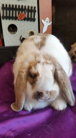 41481226_2215246048516572_62539951878701