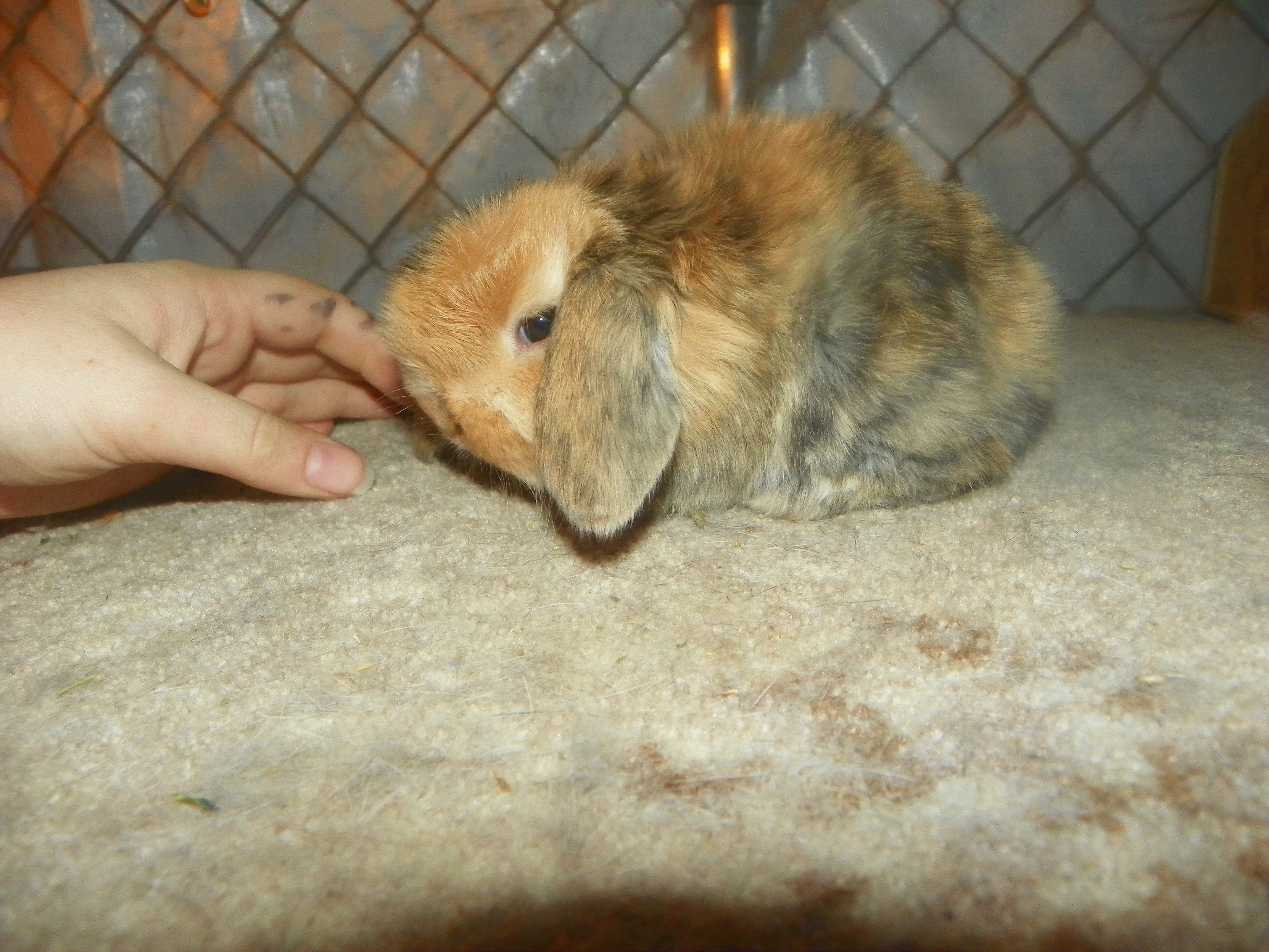 lilac mini lop