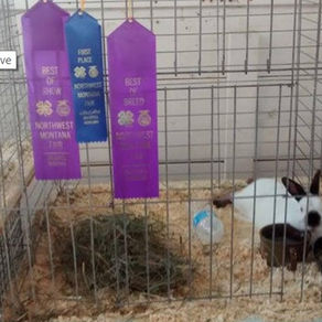 Congratulations To Linda Guest & Grandchildren for their BOB & BIS Fur win with Bunnicula