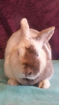 57154375_2659209624120210_68523271677752