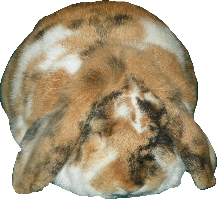 imageedit_9_2192028723.gif