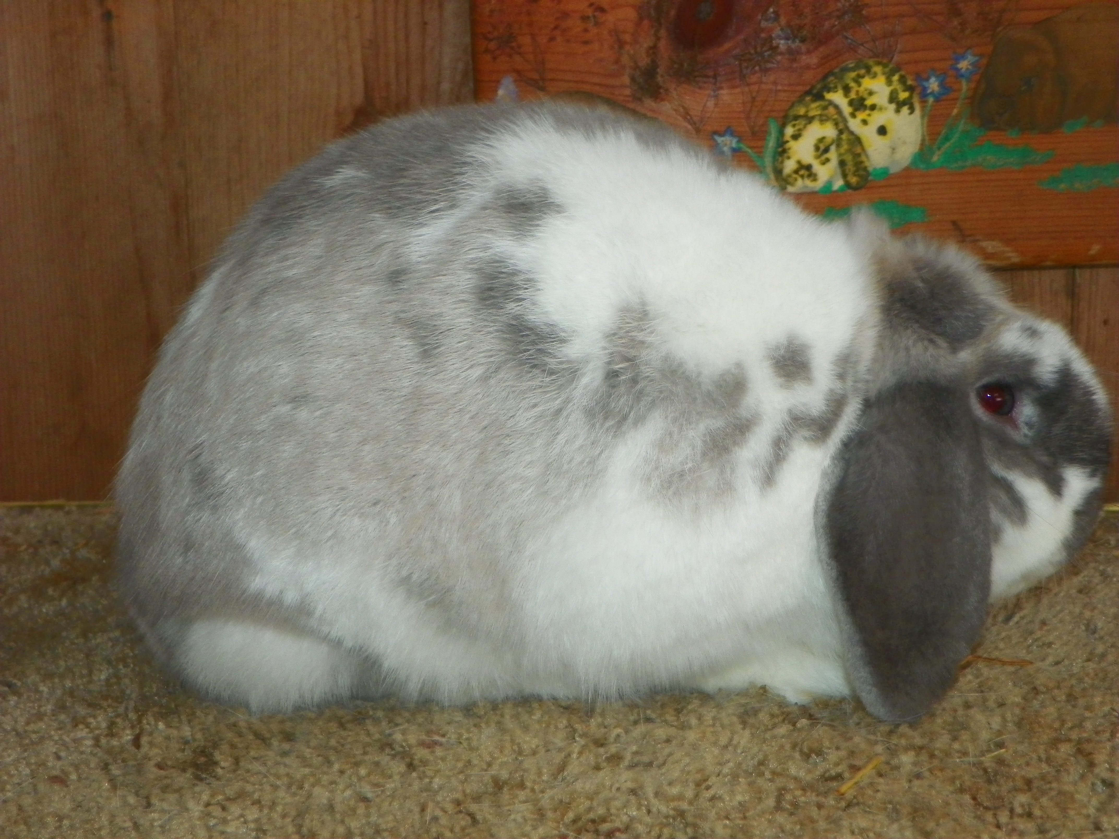 butterfly mini lop