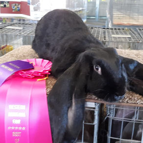 BB's Velma - Best of Breed