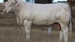 LOT 77 ANC VIRAAJ (P) (TW) 