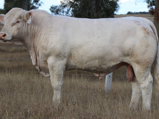LOT 77 ANC VIRAAJ (P) (TW) 