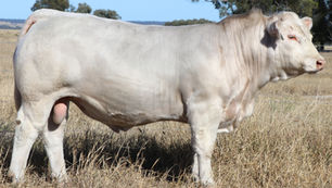 LOT 61 V306F ANC VINICIO (P) PV 