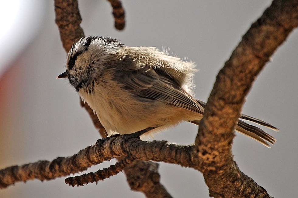 Chickadee