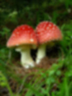 Fly Agaric