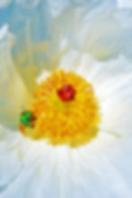 Prickly Poppy