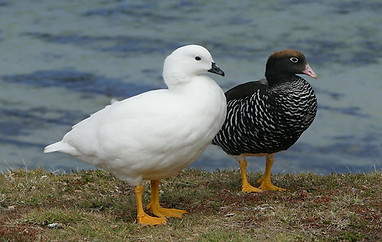 pair-kelp-geese-cape-horn-reserve