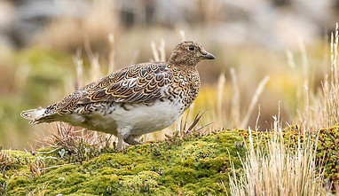isla-navarino-birdwatching-white-bellied-seedsnipe