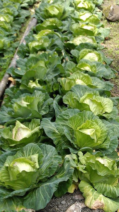 溪頭民宿紫杉屋