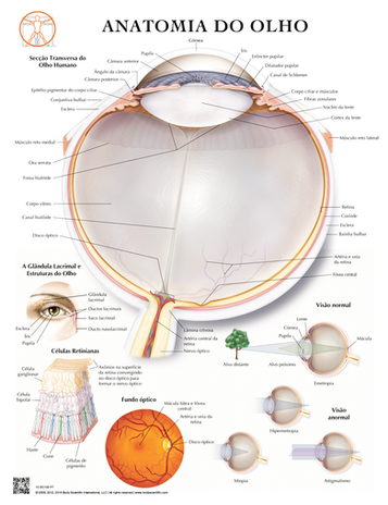 Anatomia do Olho