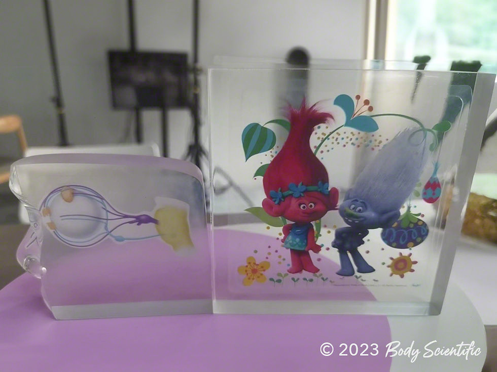 A clear model of a face next to a clear acrylic desktop stand of an animated cartoon.