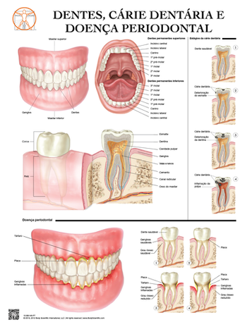 Dentes, Cárie Dentária e Doença Periodontal