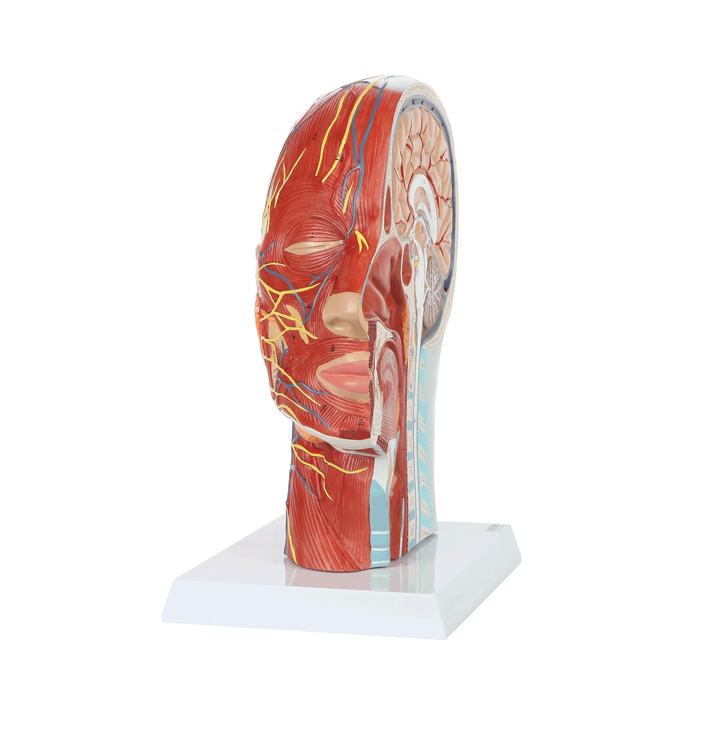 Half Head with Muscles, Nerves and Vasculature