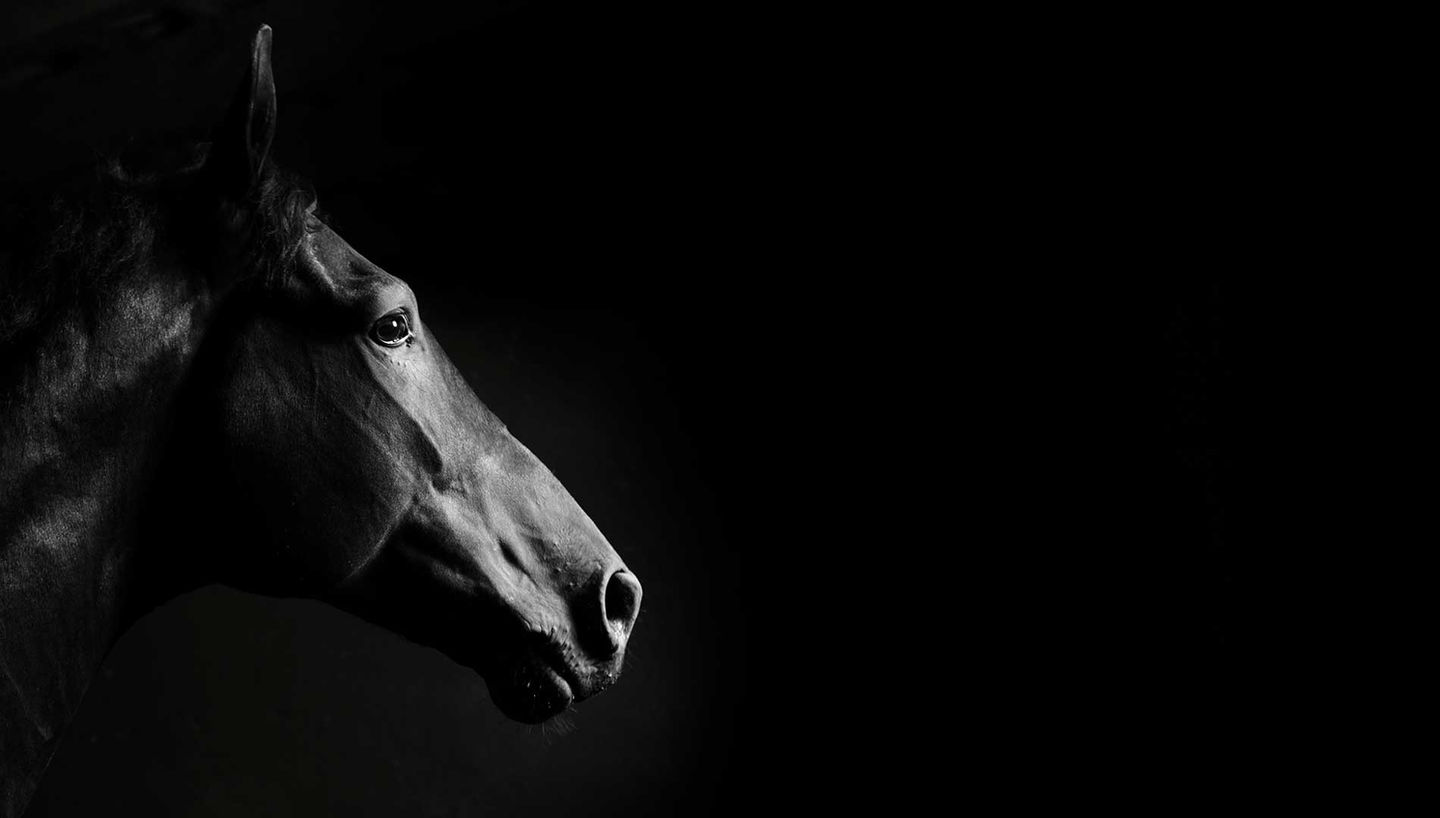 Fotografía a blanco y negro de un caballo. El encuadre es un acercamiento a la cabeza del animal. El caballo se encuentra en el extremo izquierdo de la foto. El resto es fondo negro.