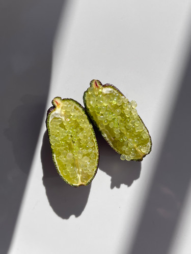 フィンガーライム｜ミックス｜高知県産 | AKALA FRUITS FINGER LIME