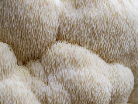 Unlocking the Secrets of Lion's Mane: Nature's Brain Booster