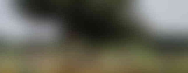 Dove giocare e divertirsi è concesso