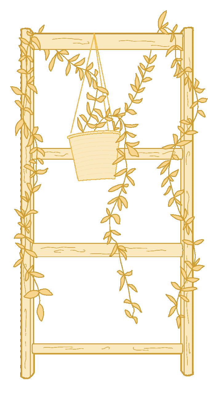 dettaglio della pianta di pothos che si trova dentro al nostro ufficio