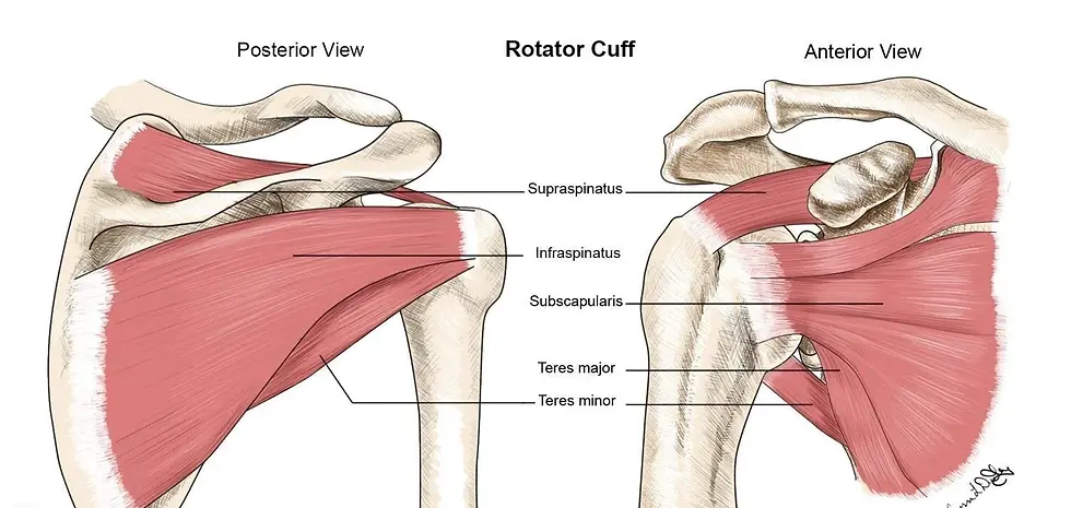 Anatomical illustration of the rotator cuff muscles, showing both the posterior and anterior views, highlighting the supraspinatus, infraspinatus, subscapularis, teres major, and teres minor.