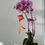 Thumbnail: Raya Orchids