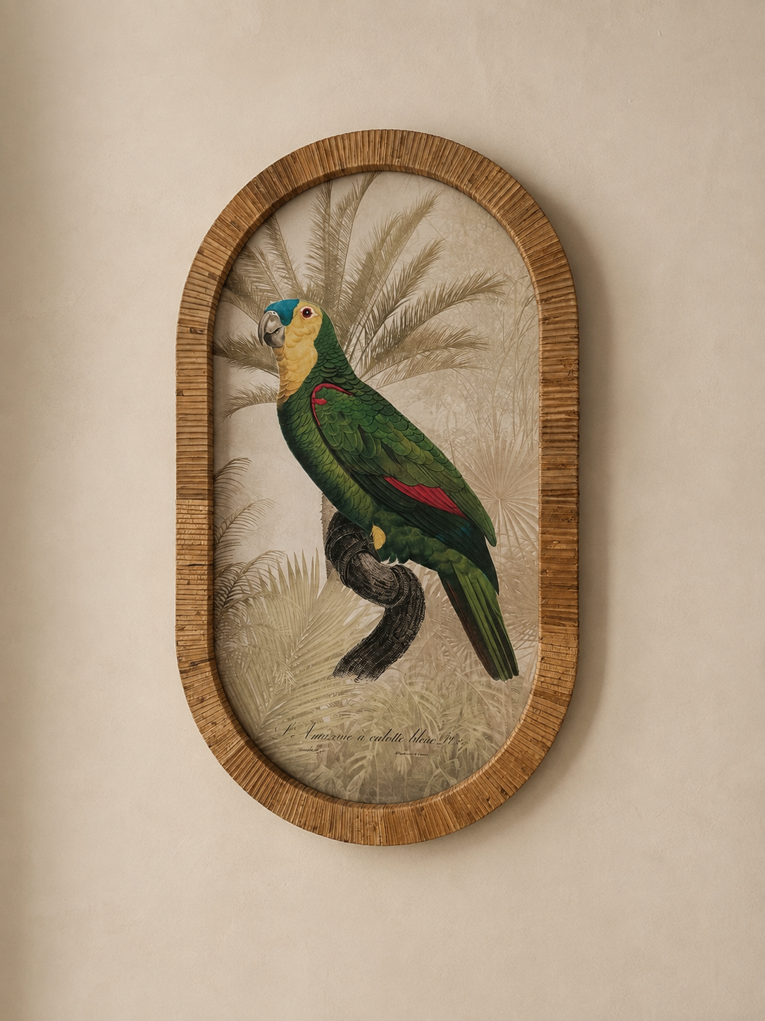 Cuadro Loro con Marco de Ratán – 35x60 cm