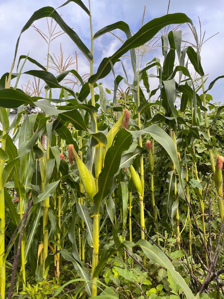 Life of corns 🌽.jpg