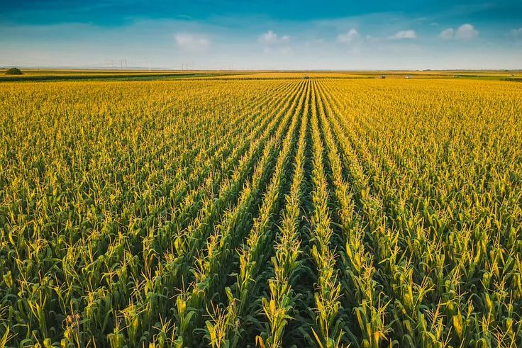 Romania may prioritize maize and sunflower deliveries to local market.jpg