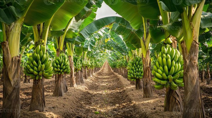 uma linha do exuberante banana árvores com verde bananas crescendo dentro uma plantação.jp