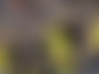 İstanbulspor - Fenerbahçe: 1-5