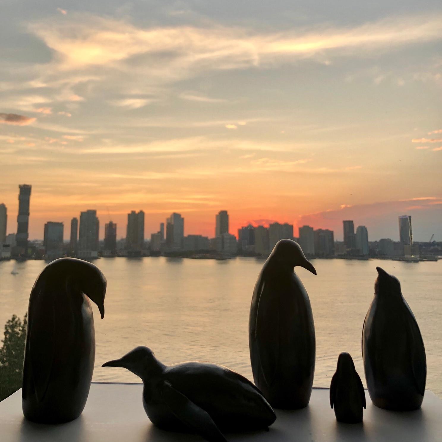 Colony of penguins