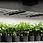 縮圖：IONFRAME EVO8, SAMSUNG LM301H EVO COMMERCIAL LED GROW LIGHT, 730W, 5X5 FT.