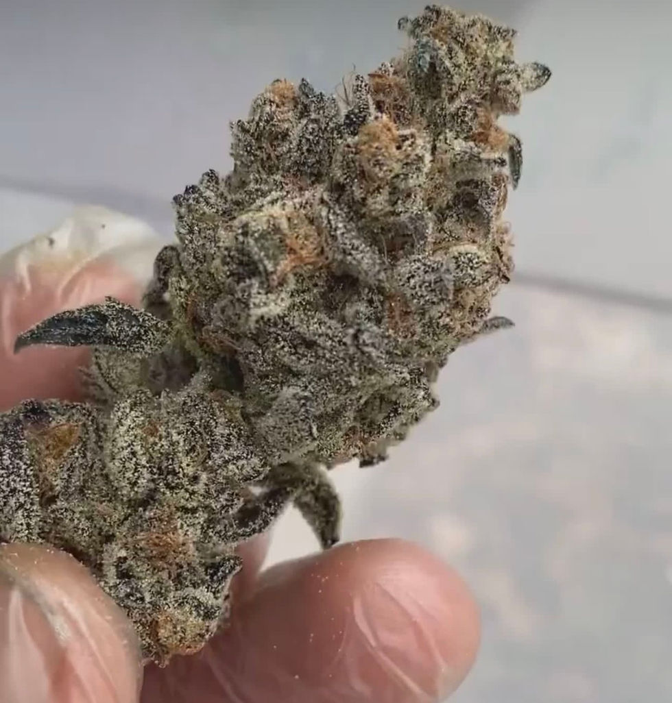 Feed Me Genetics Iced Out Hippo 2