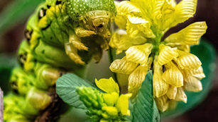 What to Spray When Pests & Mold Get in the Way!