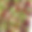 Thumbnail: Bean Salad Mix - Organic - Microgreen Sprouting Seeds 8oz (1/2LB)