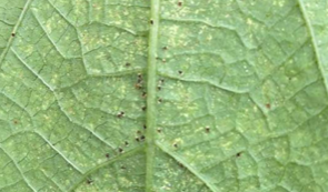 What to Spray when Pests and Mold get in the way! PART 2!!