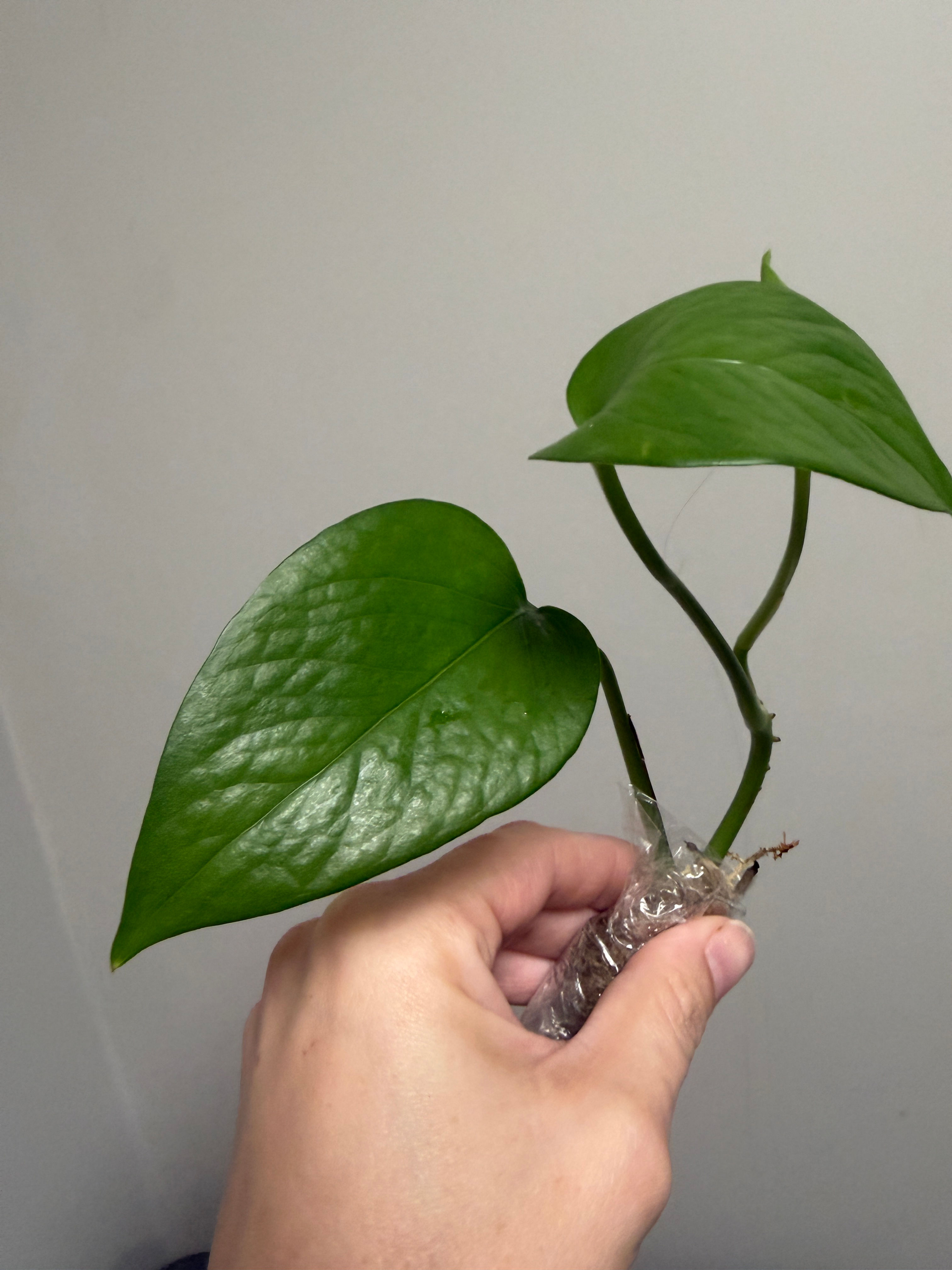 Jade Pothos Rooted Cutting – Dealer’s Choice