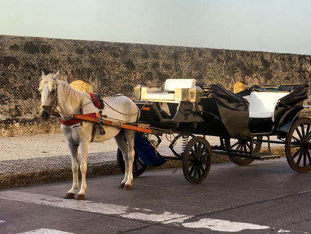 ProcuradurÃa requirió plan integral para proteger a los caballos utilizados en los choces turÃsticos