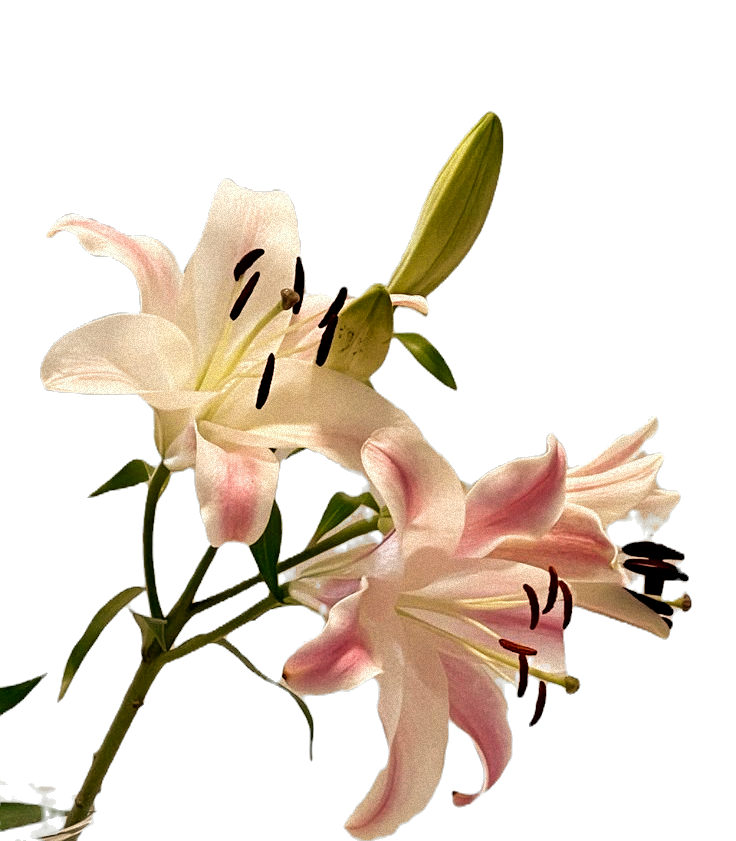 Lilies 🌸_edited_edited_edited.png