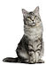 Gato