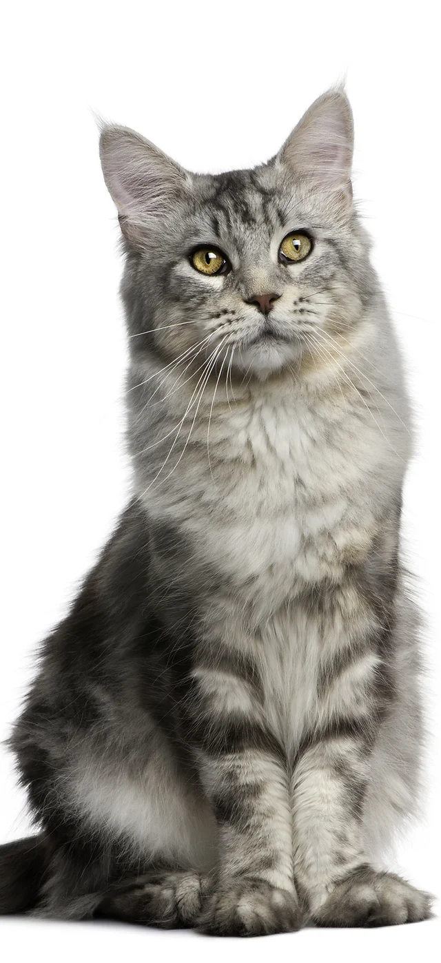 Kitty Bungalow Charm School For Wayward Cats Tnr Application
