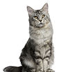 photo of a cat