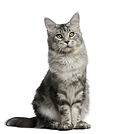 Bracknell cat visits