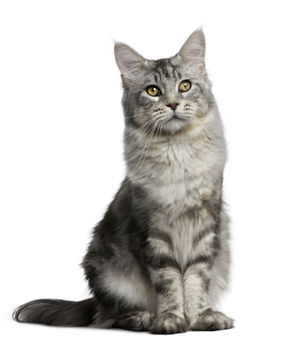 Gato