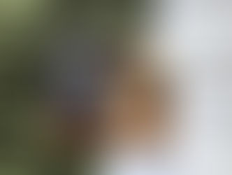 Book Review: Tower of Dawn by Sarah J. Maas