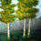 Thumbnail: Birch trees