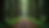 High angle view of a quiet forest path surrounded by trees