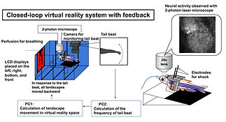 zebrafish virtual reality setup